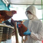 Svetová zdravotnícka organizácia potvrdila prvý smrteľný prípad vtáčej chrípky H5N2 u človeka