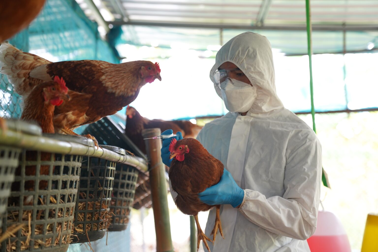 Svetová zdravotnícka organizácia potvrdila prvý smrteľný prípad vtáčej chrípky H5N2 u človeka
