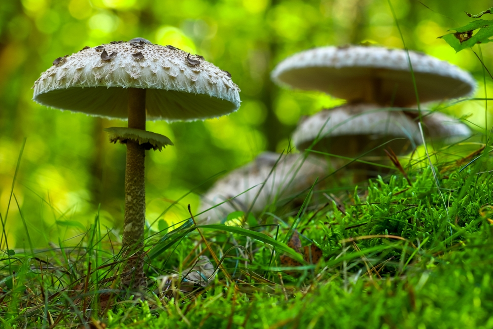 Pozor na huby. V košickej nemocnici pribúdajú prípady otráv