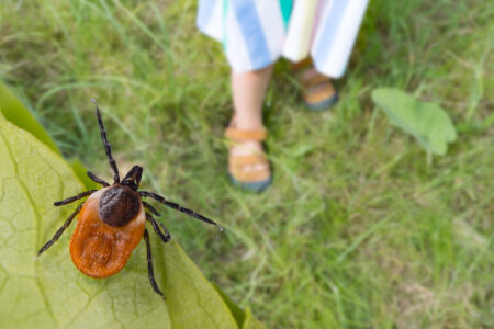 Záujem o očkovanie proti kliešťovej encefalitíde rastie, ochorenia sa objavujú už aj mimo sezóny