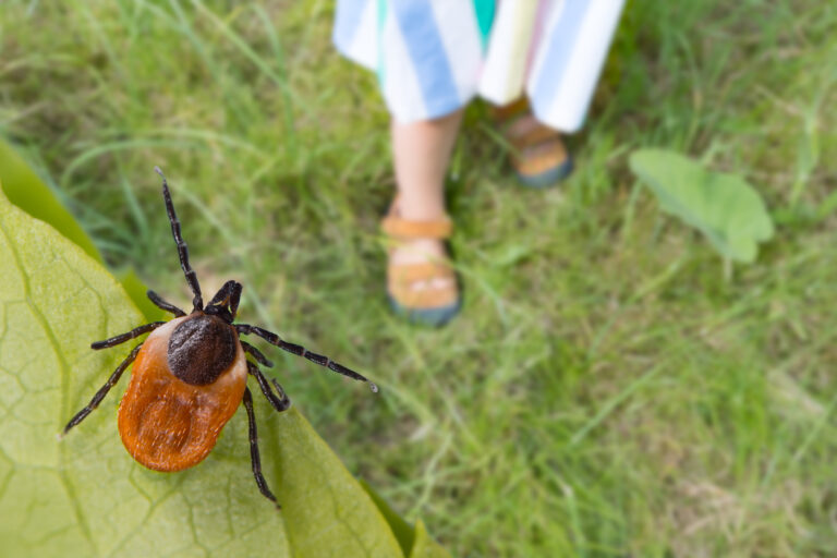 Záujem o očkovanie proti kliešťovej encefalitíde rastie, ochorenia sa objavujú už aj mimo sezóny