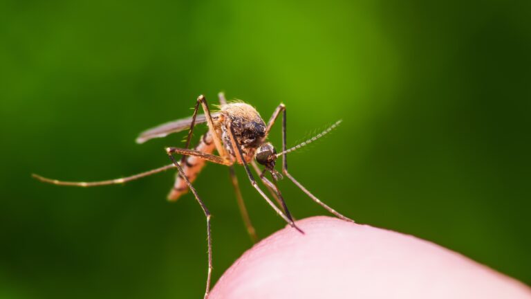 Hygienici aj tento rok kontrolujú výskyt západonílskej horúčky pri komároch