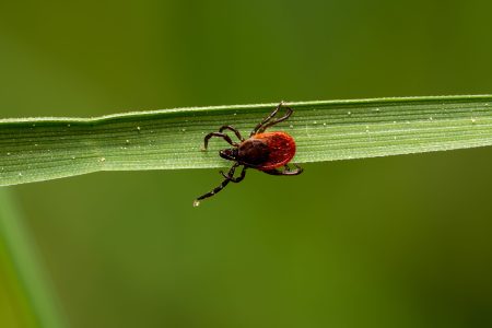 Riziko kliešťovej encefalitídy nekončí s letom. Na jeseň pribúdajú desiatky prípadov